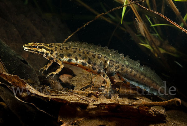 Schreiber`s Teichmolch (Lissotriton vulgaris schreiberi)