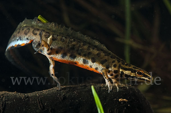 Schreiber`s Teichmolch (Lissotriton vulgaris schreiberi)