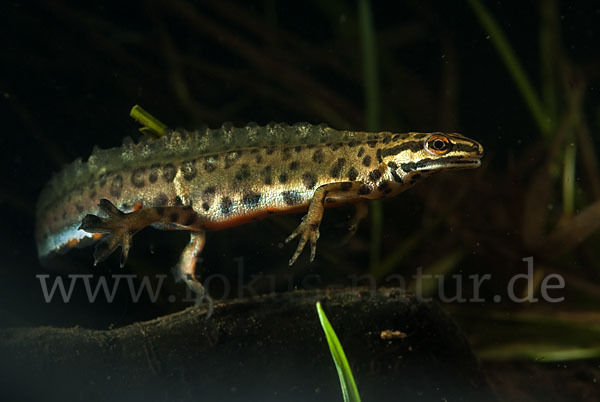 Schreiber`s Teichmolch (Lissotriton vulgaris schreiberi)