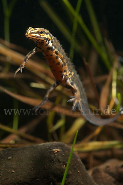 Schreiber`s Teichmolch (Lissotriton vulgaris schreiberi)