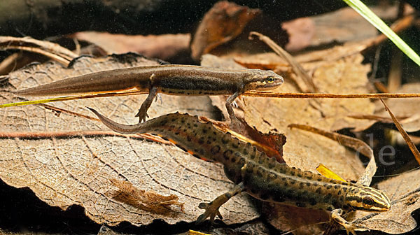 Schreiber`s Teichmolch (Lissotriton vulgaris schreiberi)