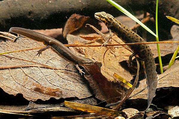 Schreiber`s Teichmolch (Lissotriton vulgaris schreiberi)