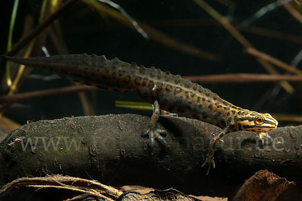 Schreiber`s Teichmolch (Lissotriton vulgaris schreiberi)