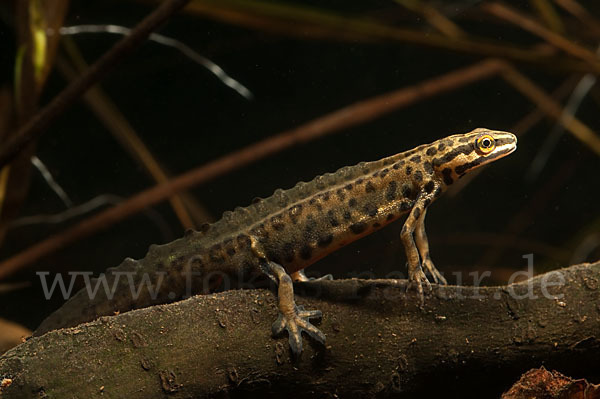 Schreiber`s Teichmolch (Lissotriton vulgaris schreiberi)