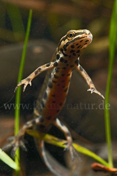 Schreiber`s Teichmolch (Lissotriton vulgaris schreiberi)