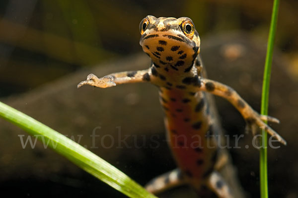 Schreiber`s Teichmolch (Lissotriton vulgaris schreiberi)