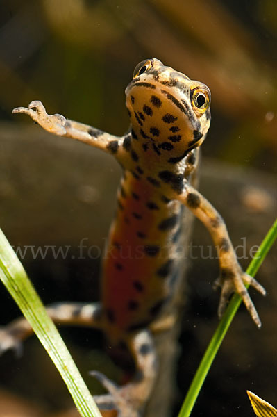 Schreiber`s Teichmolch (Lissotriton vulgaris schreiberi)