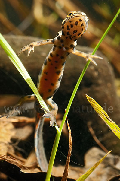 Schreiber`s Teichmolch (Lissotriton vulgaris schreiberi)