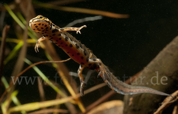 Schreiber`s Teichmolch (Lissotriton vulgaris schreiberi)