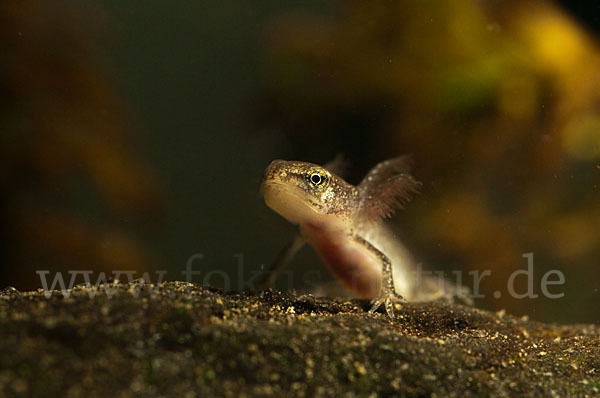 Schreiber`s Teichmolch (Lissotriton vulgaris schreiberi)