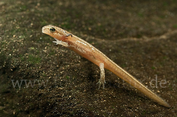 Schreiber`s Teichmolch (Lissotriton vulgaris schreiberi)