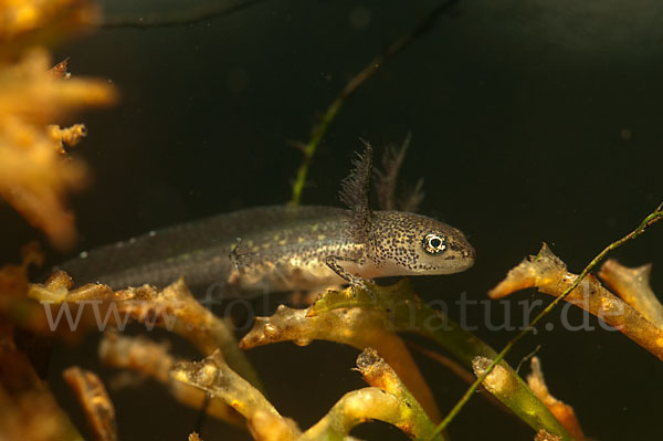 Schreiber`s Teichmolch (Lissotriton vulgaris schreiberi)