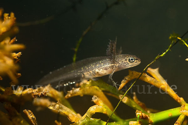 Schreiber`s Teichmolch (Lissotriton vulgaris schreiberi)