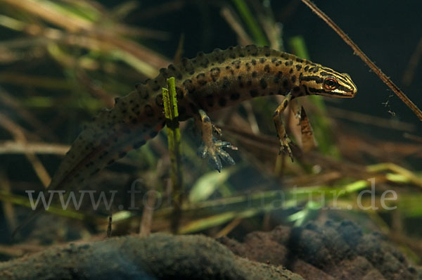 Schreiber`s Teichmolch (Lissotriton vulgaris schreiberi)