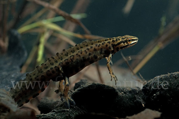 Schreiber`s Teichmolch (Lissotriton vulgaris schreiberi)