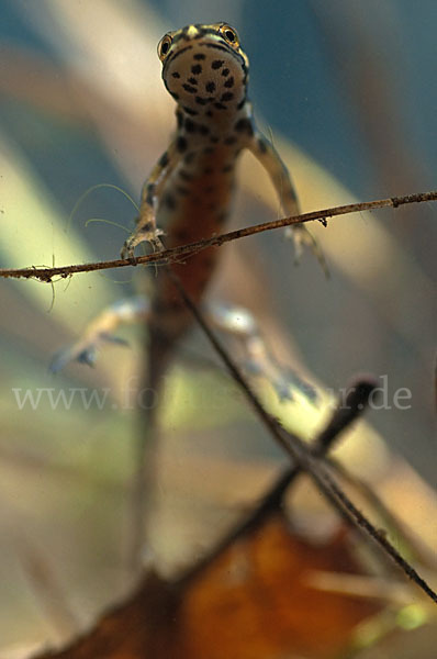 Schreiber`s Teichmolch (Lissotriton vulgaris schreiberi)