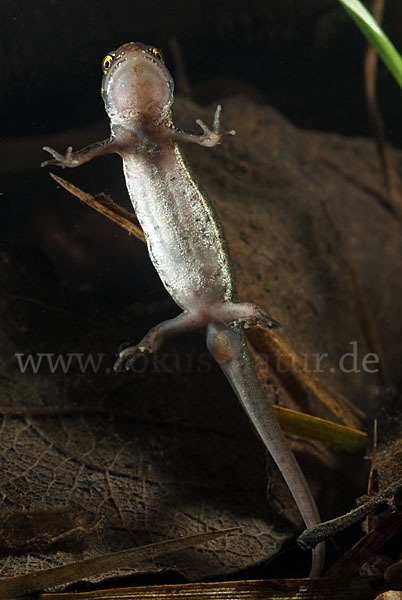 Schreiber`s Teichmolch (Lissotriton vulgaris schreiberi)