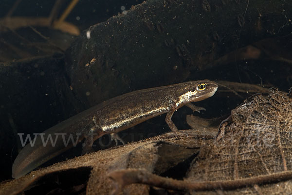 Schreiber`s Teichmolch (Lissotriton vulgaris schreiberi)