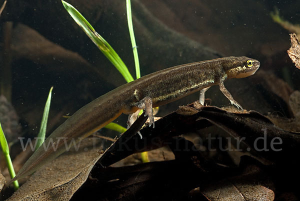 Schreiber`s Teichmolch (Lissotriton vulgaris schreiberi)