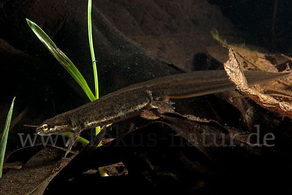 Schreiber`s Teichmolch (Lissotriton vulgaris schreiberi)