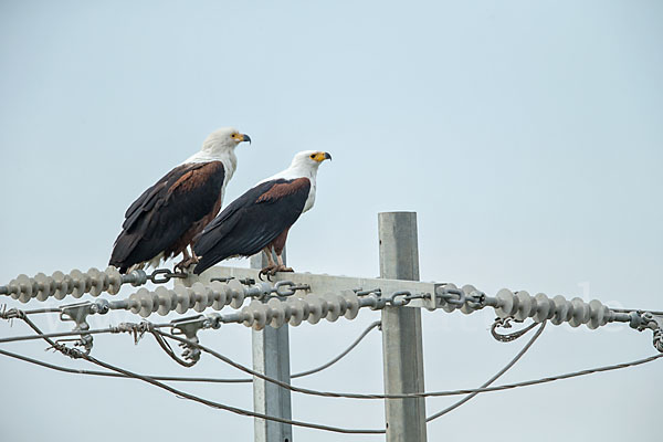 Schreiseeadler (Haliaeetus vocifer)