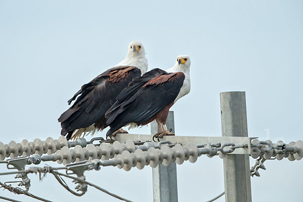 Schreiseeadler (Haliaeetus vocifer)