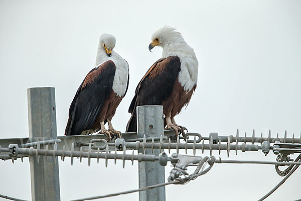 Schreiseeadler (Haliaeetus vocifer)