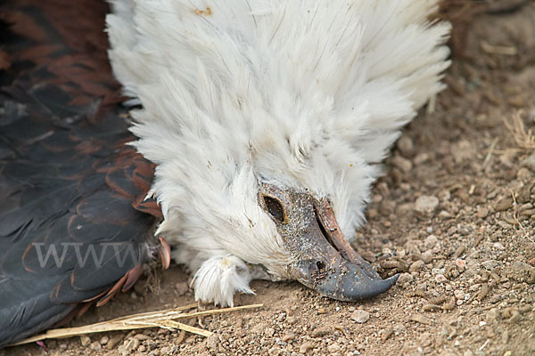 Schreiseeadler (Haliaeetus vocifer)