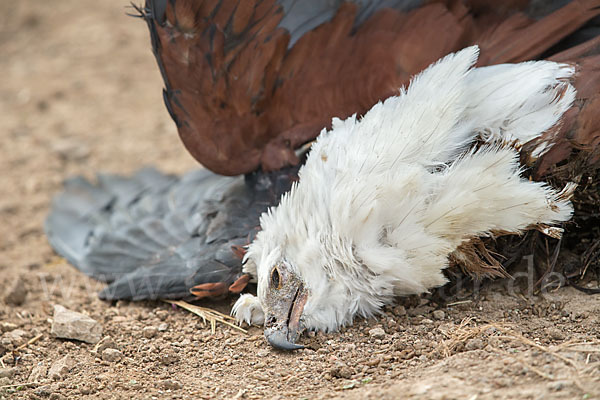 Schreiseeadler (Haliaeetus vocifer)