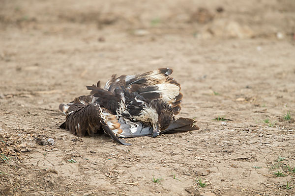 Schreiseeadler (Haliaeetus vocifer)