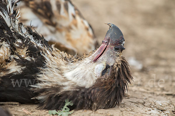 Schreiseeadler (Haliaeetus vocifer)