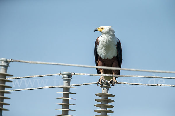 Schreiseeadler (Haliaeetus vocifer)