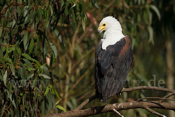 Schreiseeadler (Haliaeetus vocifer)