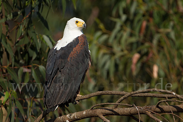 Schreiseeadler (Haliaeetus vocifer)