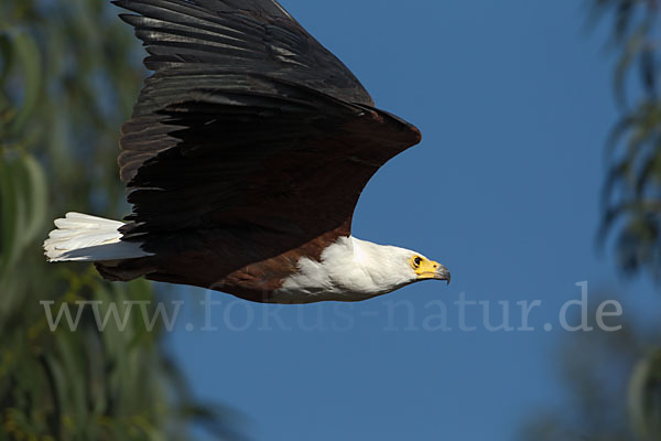 Schreiseeadler (Haliaeetus vocifer)