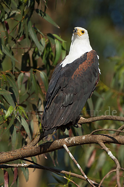 Schreiseeadler (Haliaeetus vocifer)