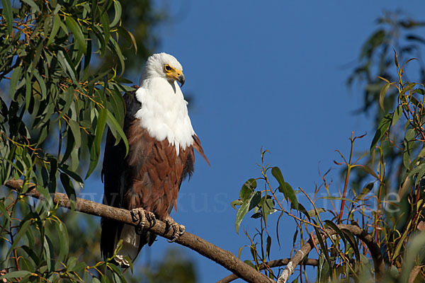 Schreiseeadler (Haliaeetus vocifer)