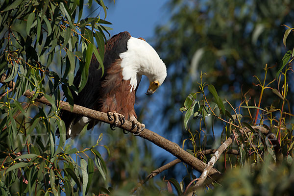 Schreiseeadler (Haliaeetus vocifer)