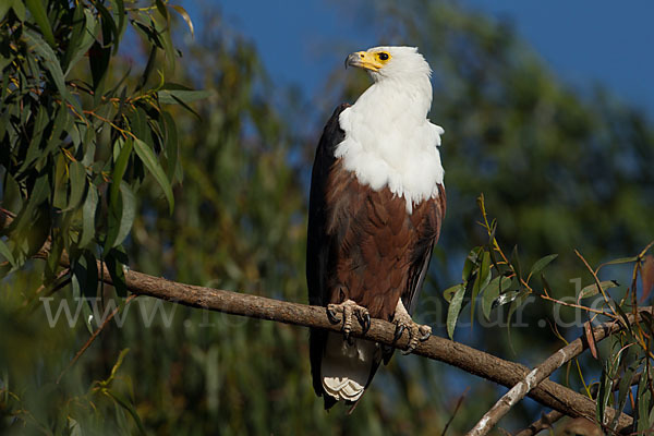 Schreiseeadler (Haliaeetus vocifer)