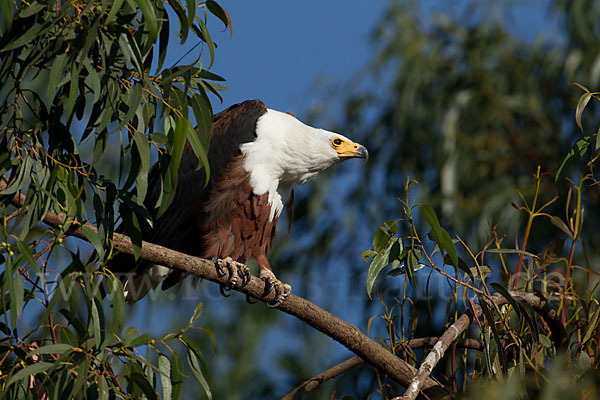 Schreiseeadler (Haliaeetus vocifer)