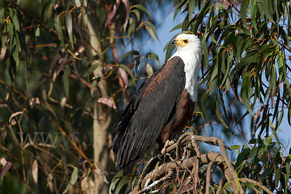 Schreiseeadler (Haliaeetus vocifer)