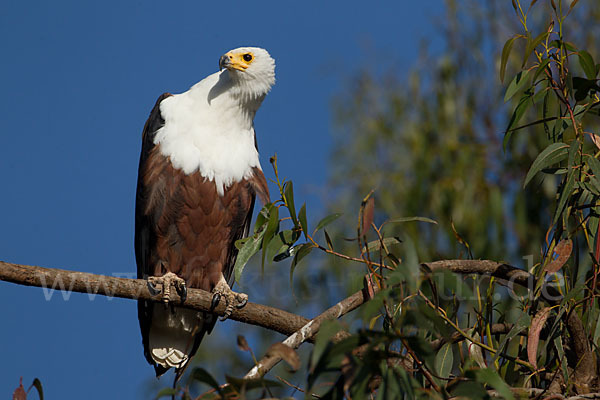 Schreiseeadler (Haliaeetus vocifer)