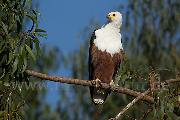 Schreiseeadler (Haliaeetus vocifer)