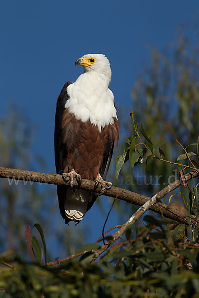 Schreiseeadler (Haliaeetus vocifer)