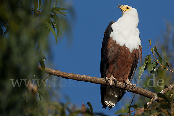 Schreiseeadler (Haliaeetus vocifer)