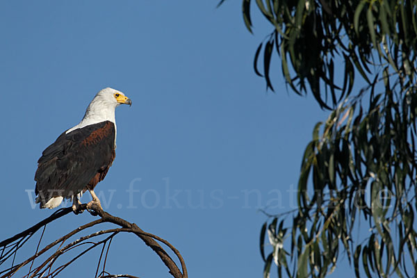 Schreiseeadler (Haliaeetus vocifer)