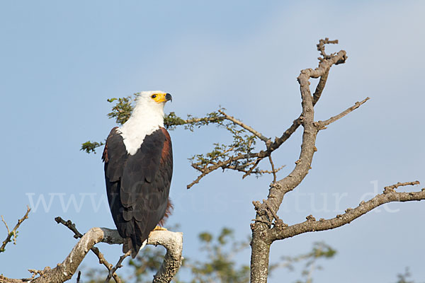 Schreiseeadler (Haliaeetus vocifer)