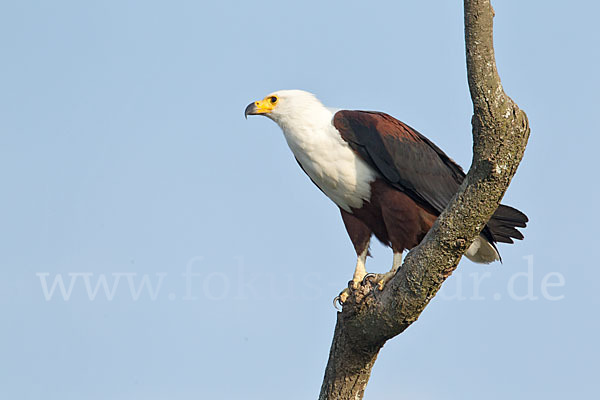 Schreiseeadler (Haliaeetus vocifer)