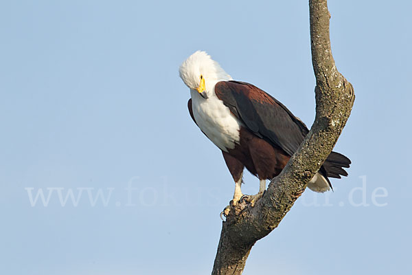 Schreiseeadler (Haliaeetus vocifer)