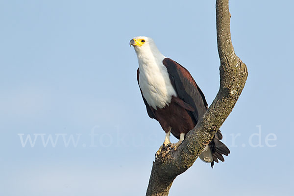 Schreiseeadler (Haliaeetus vocifer)